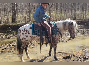 Pony of the Americas, Gelding, 10 years
