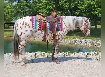 Pony of the Americas, Gelding, 10 years