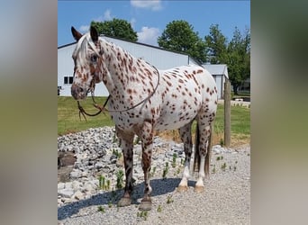 Pony of the Americas, Gelding, 10 years