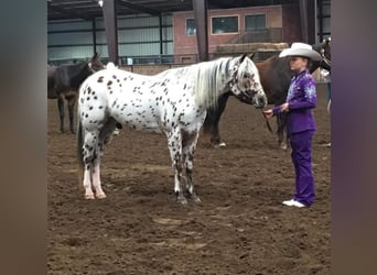 Pony of the Americas, Gelding, 10 years