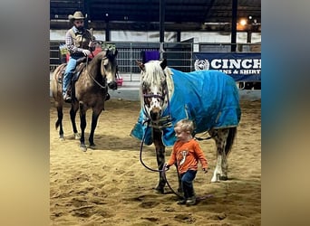 Pony of the Americas, Gelding, 10 years