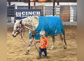 Pony of the Americas, Gelding, 10 years