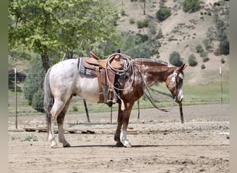 Pony of the Americas, Gelding, 10 years, Roan-Bay