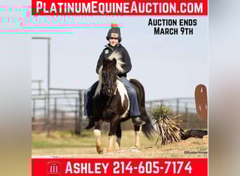 Pony of the Americas, Gelding, 11 years, 11 hh, Tobiano-all-colors