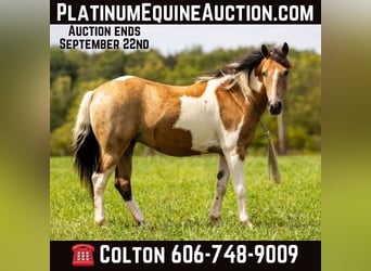 Pony of the Americas, Gelding, 11 years, 12,3 hh, Buckskin