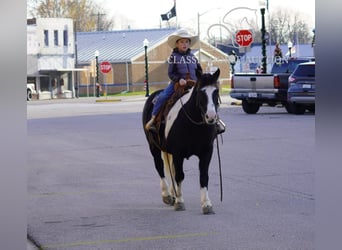 Pony of the Americas, Gelding, 11 years, 13 hh, Tobiano-all-colors