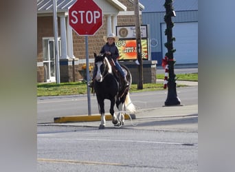 Pony of the Americas, Gelding, 11 years, 13 hh, Tobiano-all-colors