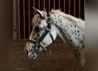 Pony of the Americas, Gelding, 11 years, 14,2 hh