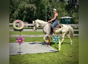 Pony of the Americas, Wallach, 11 Jahre, 14,2 hh