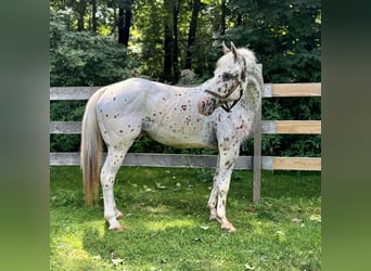 Pony of the Americas, Gelding, 11 years, 14,2 hh