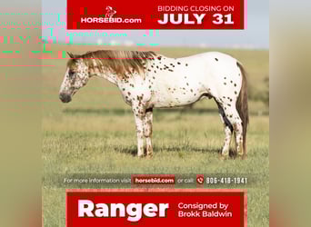 Pony of the Americas, Gelding, 12 years, 13.2 hh