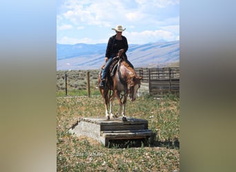 Pony of the Americas, Gelding, 12 years, 14 hh, Roan-Red