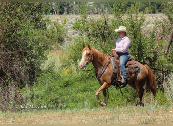 Pony of the Americas, Gelding, 12 years, 14 hh, Roan-Red