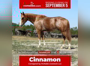 Pony of the Americas, Gelding, 12 years, 14 hh, Roan-Red