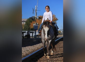 Pony of the Americas, Gelding, 12 years