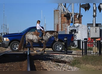 Pony of the Americas, Gelding, 12 years