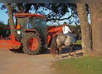 Pony of the Americas, Gelding, 12 years