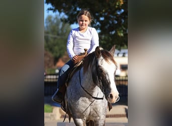 Pony of the Americas, Gelding, 12 years