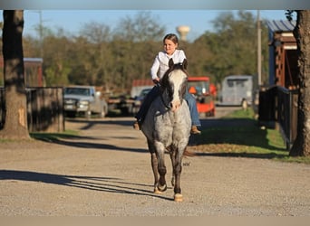 Pony of the Americas, Gelding, 12 years