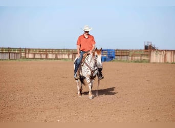 Pony of the Americas, Gelding, 13 years, 13.2 hh