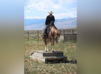 Pony of the Americas, Gelding, 13 years, 14 hh, Roan-Red