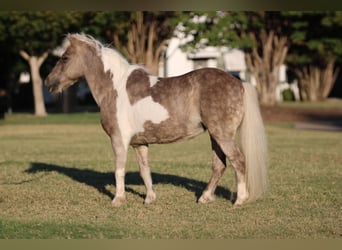 Pony of the Americas, Wallach, 13 Jahre, 9 hh, Buckskin