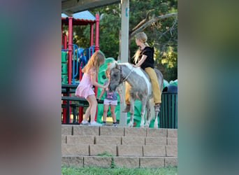 Pony of the Americas, Wallach, 13 Jahre, 9 hh, Buckskin