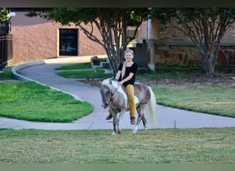 Pony of the Americas, Wallach, 13 Jahre, 9 hh, Buckskin