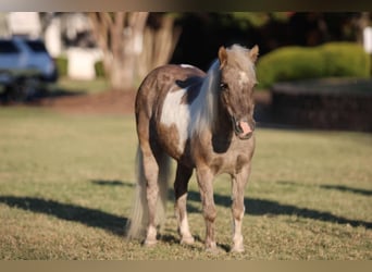 Pony of the Americas, Wallach, 13 Jahre, 9 hh, Buckskin