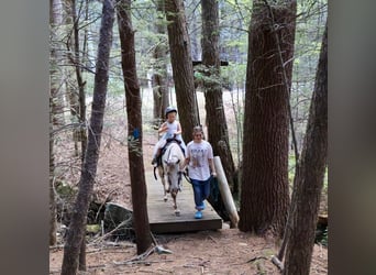 Pony of the Americas, Gelding, 14 years, 12 hh