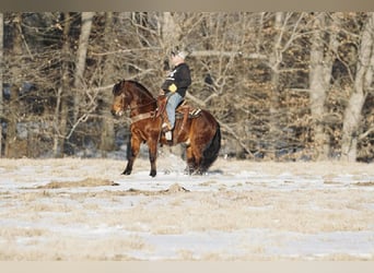 Pony of the Americas, Gelding, 14 years, 14 hh, Sorrel