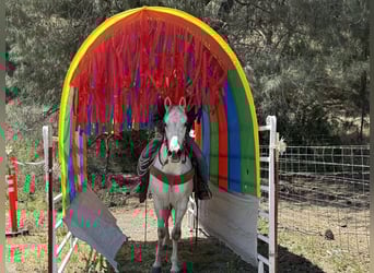 Pony of the Americas, Gelding, 14 years, 15 hh, Grey