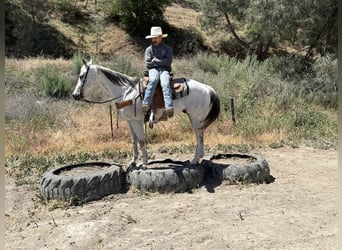 Pony of the Americas, Gelding, 14 years, 15 hh, Grey