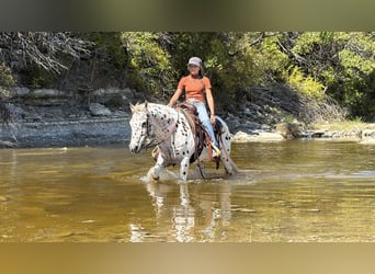 Pony of the Americas, Gelding, 14 years, Sorrel