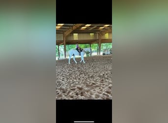 Pony of the Americas, Gelding, 15 years, 14,2 hh