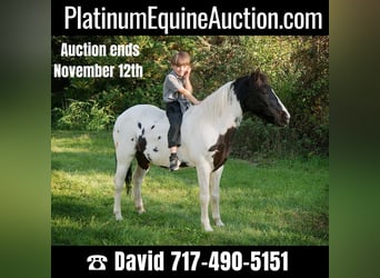 Pony of the Americas, Gelding, 16 years, 12.1 hh, Tobiano-all-colors
