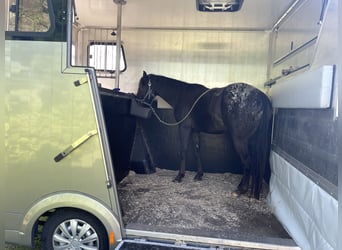 Pony of the Americas, Gelding, 3 years, 13,2 hh, Leopard-Piebald