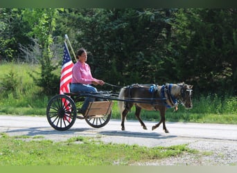 Pony of the Americas, Gelding, 4 years, 10 hh, Brown-Light