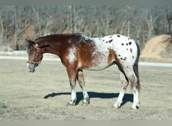 Pony of the Americas Mix, Gelding, 4 years, 14.1 hh