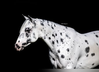 Pony of the Americas, Gelding, 4 years, 14.1 hh Pony of the Americas, Gelding, 4 years, 14.1 hh