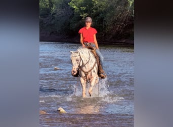 Pony of the Americas, Gelding, 4 years, 14.1 hh Pony of the Americas, Gelding, 4 years, 14.1 hh