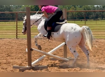 Pony of the Americas, Gelding, 4 years, 14.1 hh Pony of the Americas, Gelding, 4 years, 14.1 hh