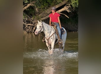 Pony of the Americas, Gelding, 4 years, 14.1 hh Pony of the Americas, Gelding, 4 years, 14.1 hh