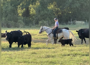 Pony of the Americas, Gelding, 4 years, 14.1 hh Pony of the Americas, Gelding, 4 years, 14.1 hh