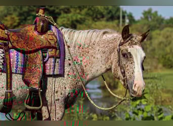 Pony of the Americas, Gelding, 4 years, 14.2 hh, Chestnut