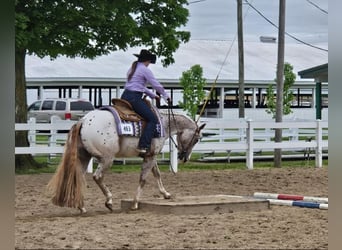 Pony of the Americas, Gelding, 4 years, 14.2 hh, Chestnut