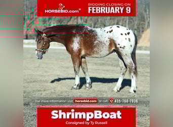 Pony of the Americas Mix, Gelding, 4 years, 14,1 hh