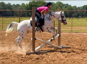 Pony of the Americas, Gelding, 4 years, 14,1 hh