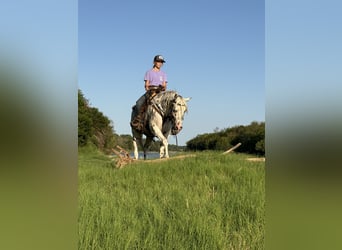 Pony of the Americas, Gelding, 4 years, 14,1 hh