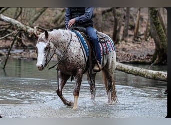 Pony of the Americas, Gelding, 4 years, 14,2 hh, Roan-Red